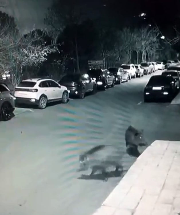 SARIYER'DE AÇ KALAN DOMUZLAR YİYECEK ARAMAK İÇİN HASTANE BAHÇESİNE KADAR GELDİ.