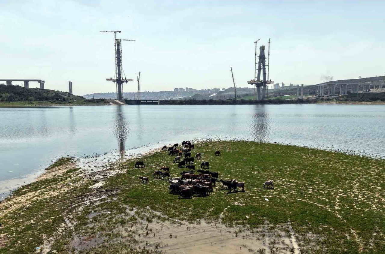 SAZLIDERE KÖPRÜSÜ HIZLA YÜKSELİRKEN, HEMEN YANI BAŞINDA KEÇİLERİN ÇOBAN EŞLİĞİNDE MERADA OTLAMAYA...
