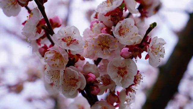 ŞEFTALİ VE ERİK AĞAÇLARININ ÇİÇEK AÇMASIYLA BİRLİKTE ORTAYA KARTPOSTALLIK GÖRÜNTÜLER...