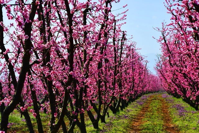 ŞEFTALİ VE ERİK AĞAÇLARININ ÇİÇEK AÇMASIYLA BİRLİKTE ORTAYA KARTPOSTALLIK GÖRÜNTÜLER...