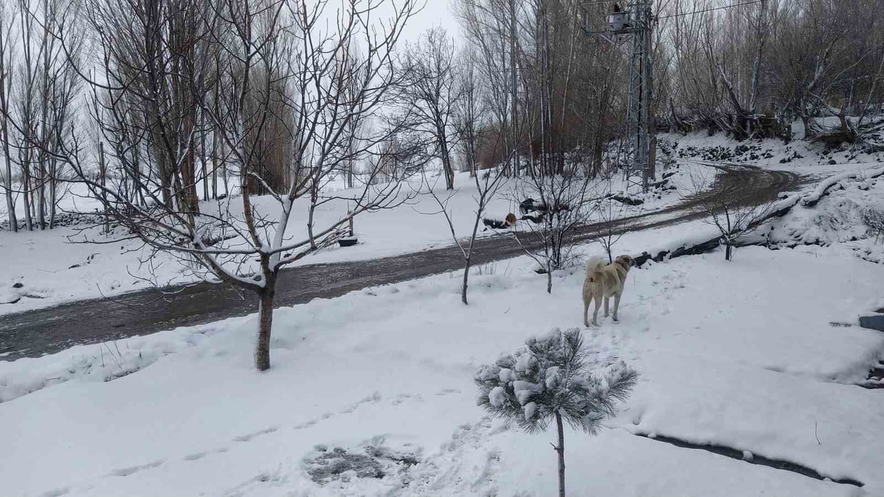 ŞEHİR MERKEZİNDE YAĞMUR ETKİLİ OLURKEN, YÜKSEK KESİMLERDE VE TUZLUCA’YA BAĞLI KARACAÖREN KÖYÜ...