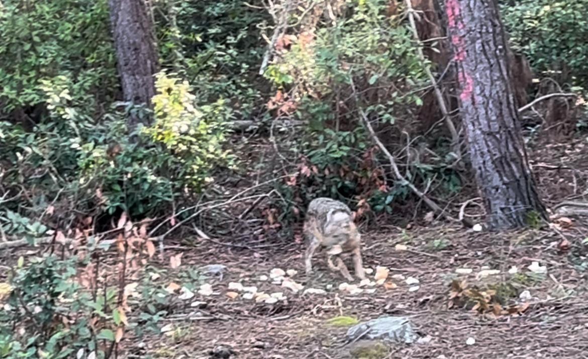 SİNOP'TA BİR ÇAKALIN YOL KENARINDAKİ EKMEĞİ KAPIP HIZLA UZAKLAŞTIĞI ANLAR KAMERAYA YANSIDI....
