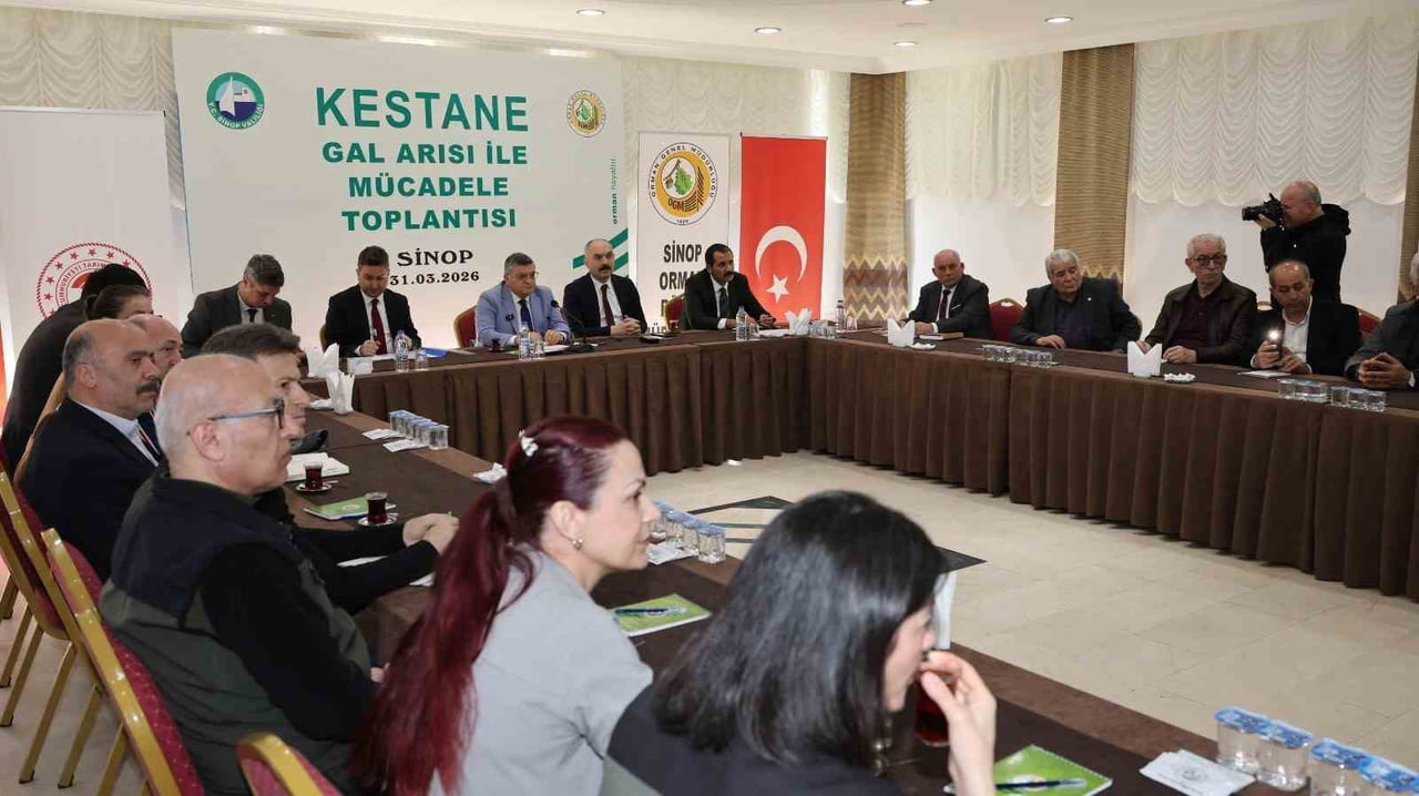 SİNOP KESTANESİ, GAL ARISI TEHDİDİYLE KARŞI KARŞIYA. KESTANE AĞAÇLARINDA VERİM KAYBINA YOL AÇAN...
