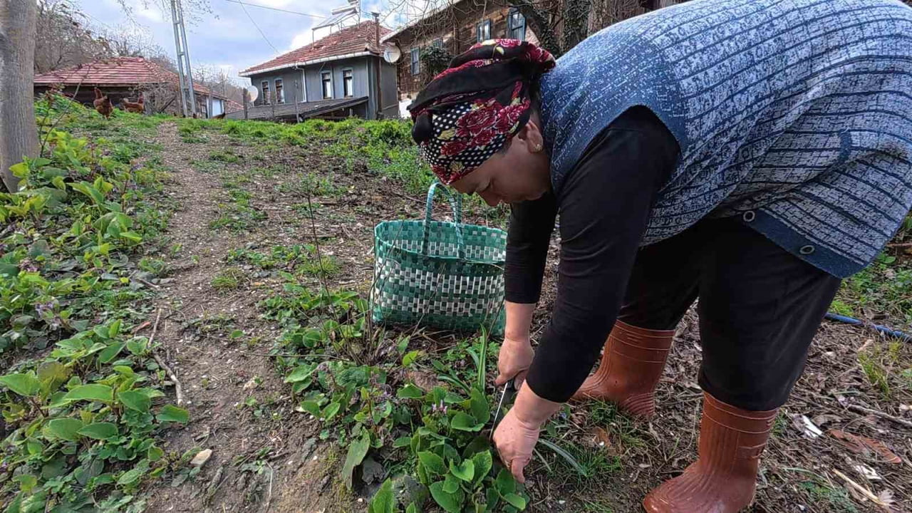 SİNOP’UN BİRÇOK KÖYÜNDE DOĞAL OLARAK YETİŞEN VE ÖZELLİKLE BAHAR AYLARINDA TOPLANAN ZILBIT...