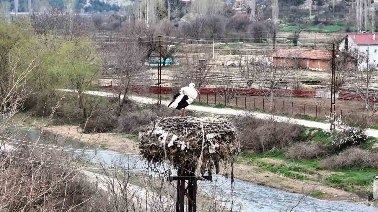 SİNOP’UN BOYABAT İLÇESİNDE BAHARIN HABERCİSİ OLARAK BİLİNEN LEYLEKLER YENİDEN YUVALARINA DÖNDÜ....