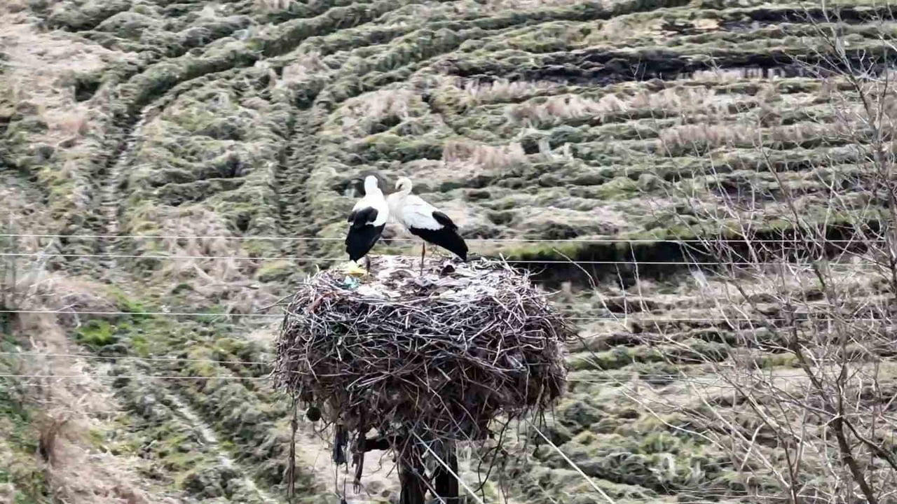 SİNOP’UN BOYABAT İLÇESİNDE BAHARIN HABERCİSİ OLARAK BİLİNEN LEYLEKLER YENİDEN YUVALARINA DÖNDÜ....