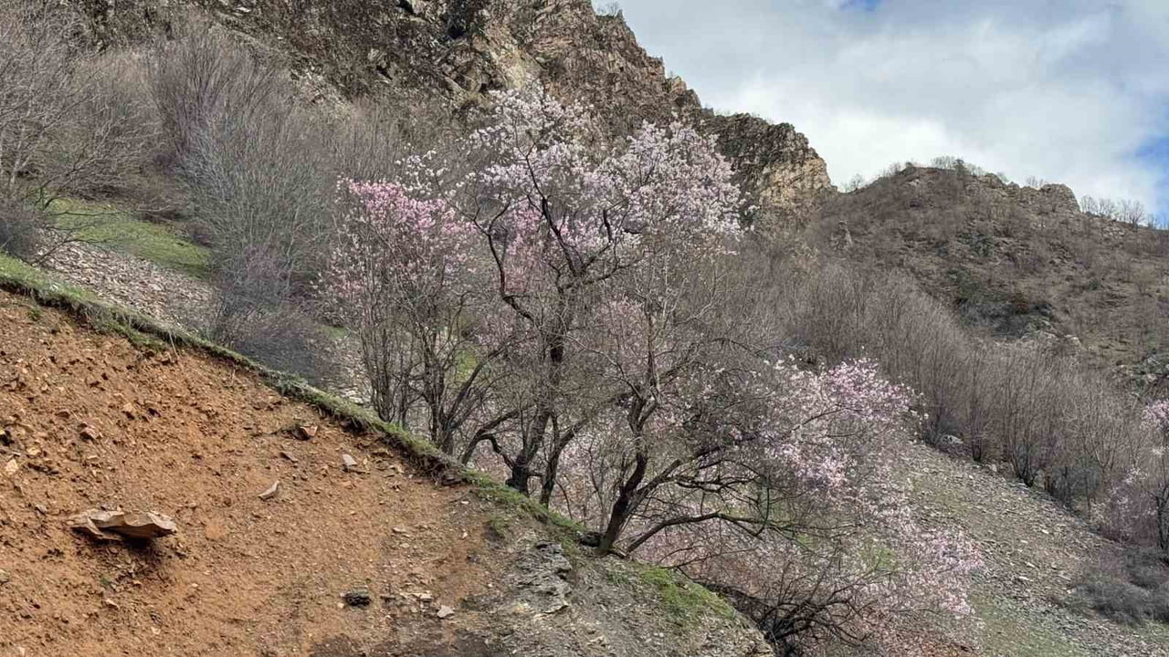 ŞIRNAK'TA HAVALARIN ISINMASIYLA BERABER DAĞLARDAKİ BADEMLER ÇİÇEK AÇMAYA BAŞLADI. RENK ŞÖLENİNİN...
