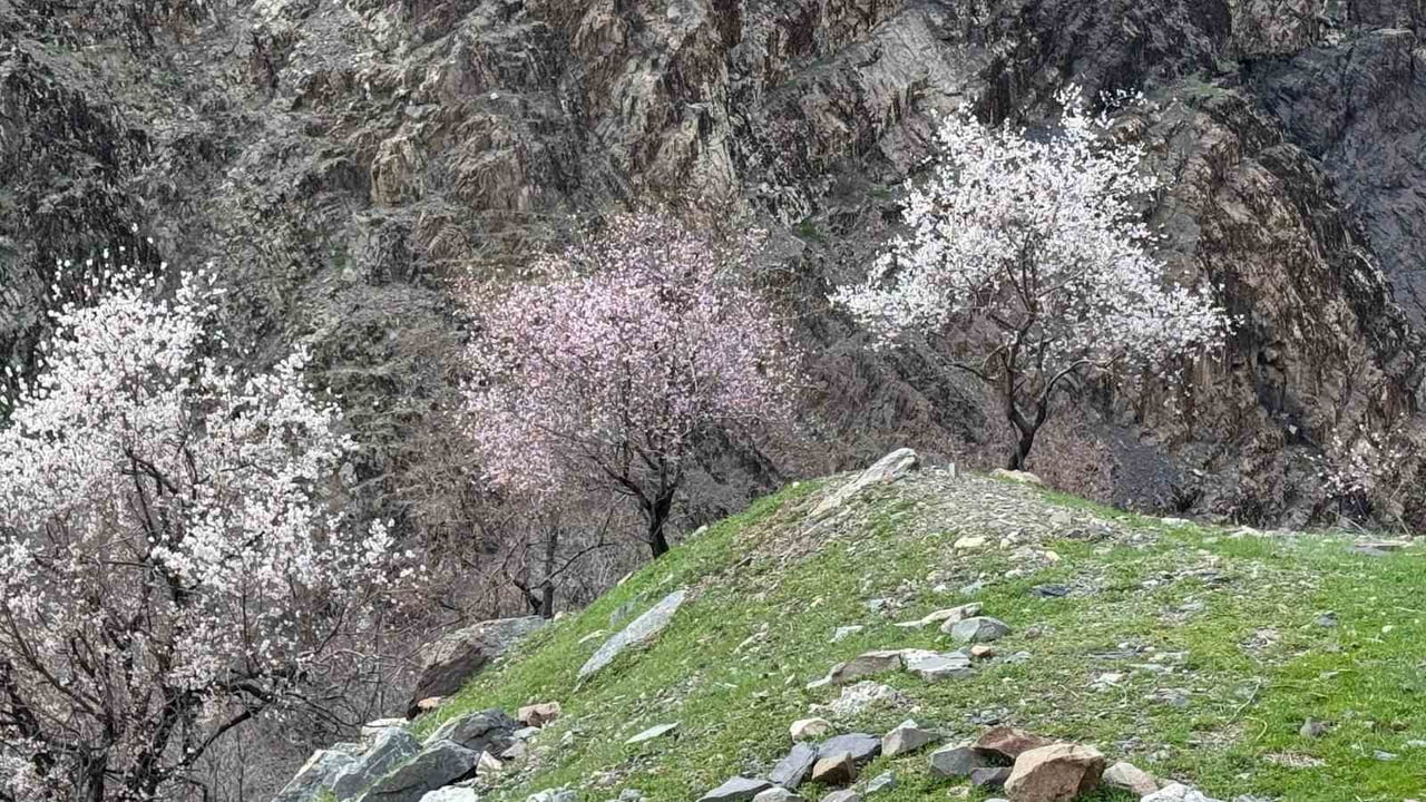 ŞIRNAK'TA HAVALARIN ISINMASIYLA BERABER DAĞLARDAKİ BADEMLER ÇİÇEK AÇMAYA BAŞLADI. RENK ŞÖLENİNİN...