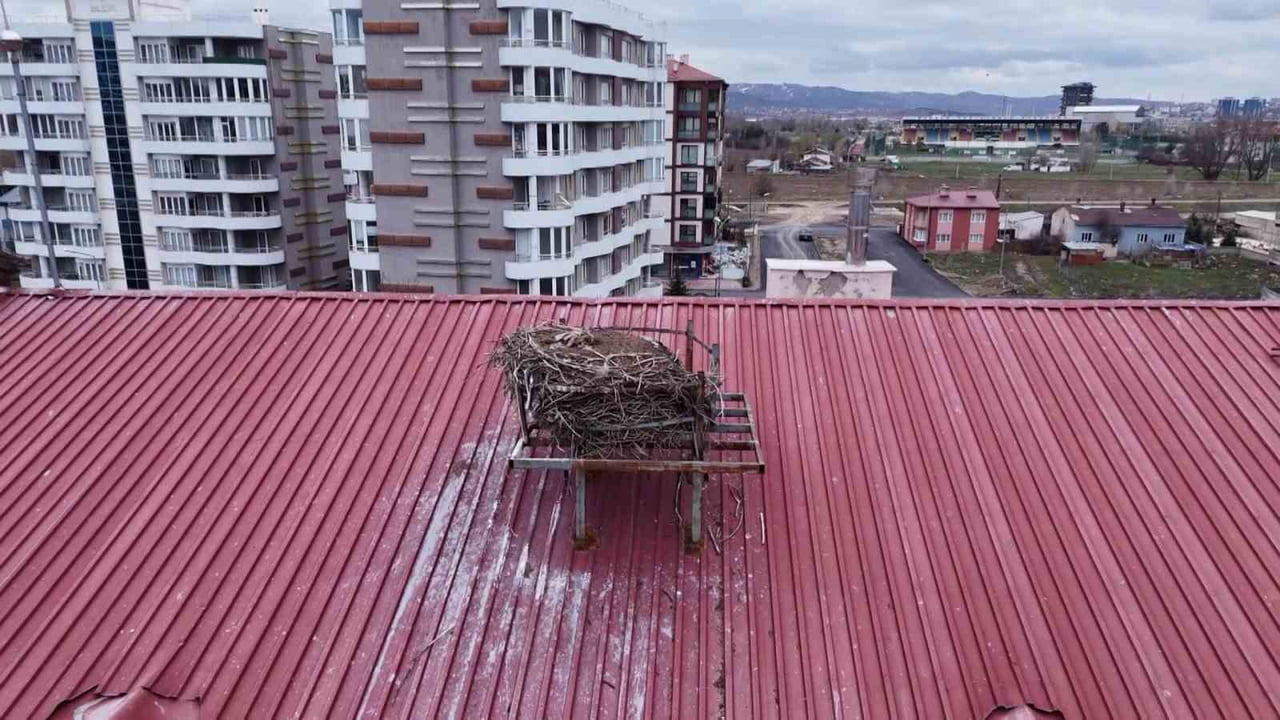 SİVAS'TA ‘LEYLEKLİ OKUL' OLARAK BİLİNEN ŞEHİT ERDAL ÇETİN İLKOKULU'NDA 42 YILDIR AYNI YUVAYA GELEN...