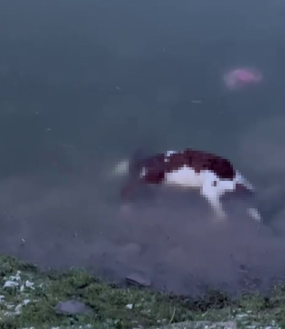 SİVAS’IN ULAŞ İLÇESİNDE BİR VATANDAŞA AİT BUZAĞI AHIRDAN KAÇARAK BARAJ GÖLÜNE DÜŞTÜ. OLAYDA BUZAĞI...