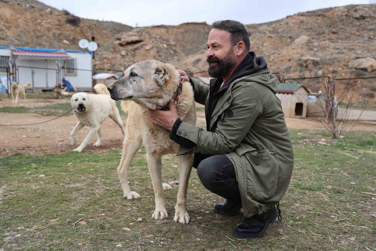 SİVAS’TA KAYBOLAN YAVRU KANGALINI BİR SİBİRYA KURDUNUN YANINDA BULAN YETİŞTİRİCİ HÜSEYİN YILDIZ...