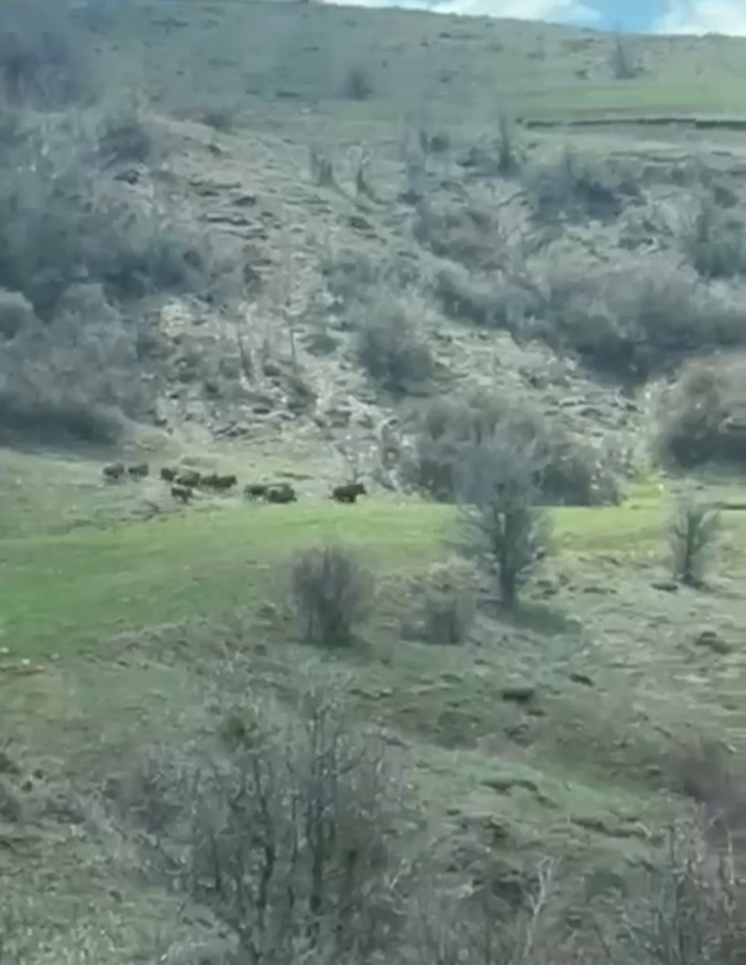 SİVAS’TA KORKUP KAÇAN DOMUZ SÜRÜSÜ GENÇ ÇİFTÇİNİN CEP TELEFONU KAMERASIYLA...