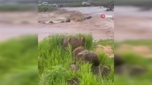 Siverek’te sağanak yağış sele neden oldu