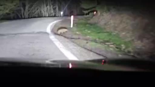 Soğuksu Milli Parkı'nda porsuk böyle görüntülendi