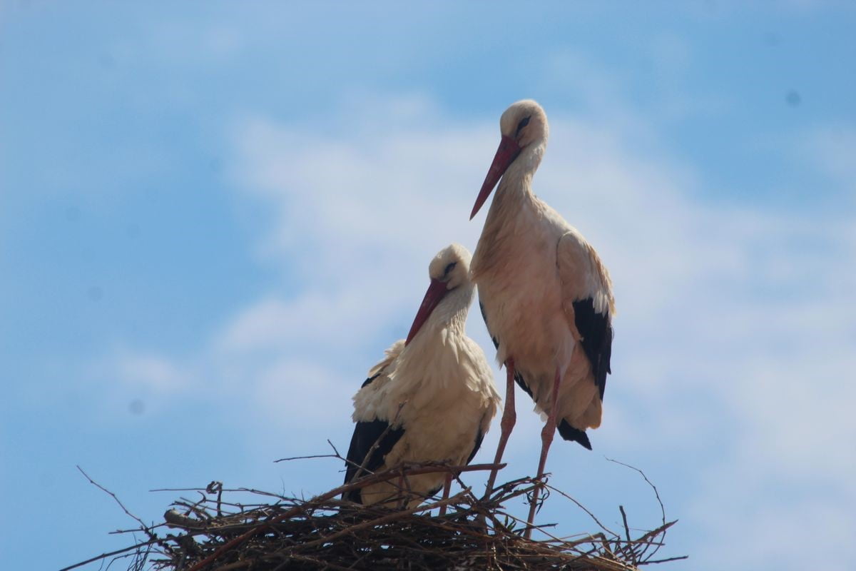 SULAK ALANLARI İLE BİRLİKTE ÖNEMLİ GÖÇ ALANLARINDAN OLAN AYDIN HER YIL ÇOK SAYIDA LEYLEĞE EV...