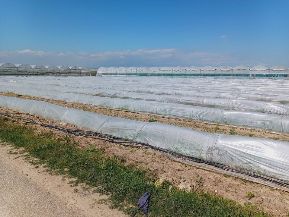 TARIM VE ORMAN BAKANLIĞI TARAFINDAN BİR ÇİFTÇİNİN KIVIRCIK MARULLARINI SATAMADIĞI İÇİN ÜRÜNLERİN...