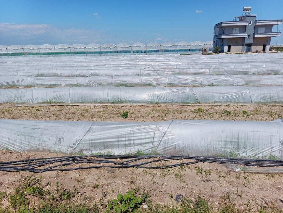 TARIM VE ORMAN BAKANLIĞI TARAFINDAN BİR ÇİFTÇİNİN KIVIRCIK MARULLARINI SATAMADIĞI İÇİN ÜRÜNLERİN...