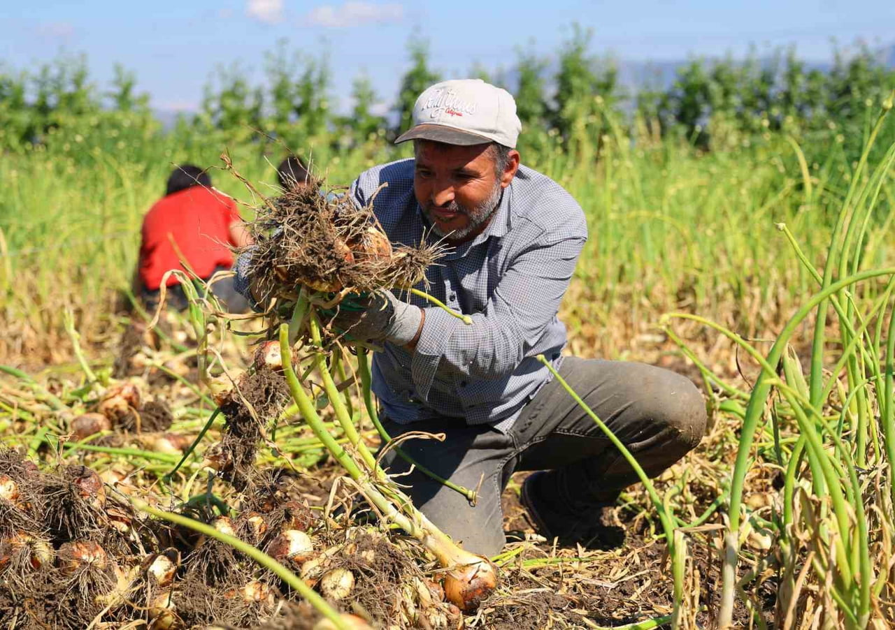 TARIMIN BAŞKENTİ ADANA'DA, TURFANDA SOĞAN HASADI BAŞLADI. KENT GENELİ YAKLAŞIK 31 BİN DÖNÜM ALANDA...