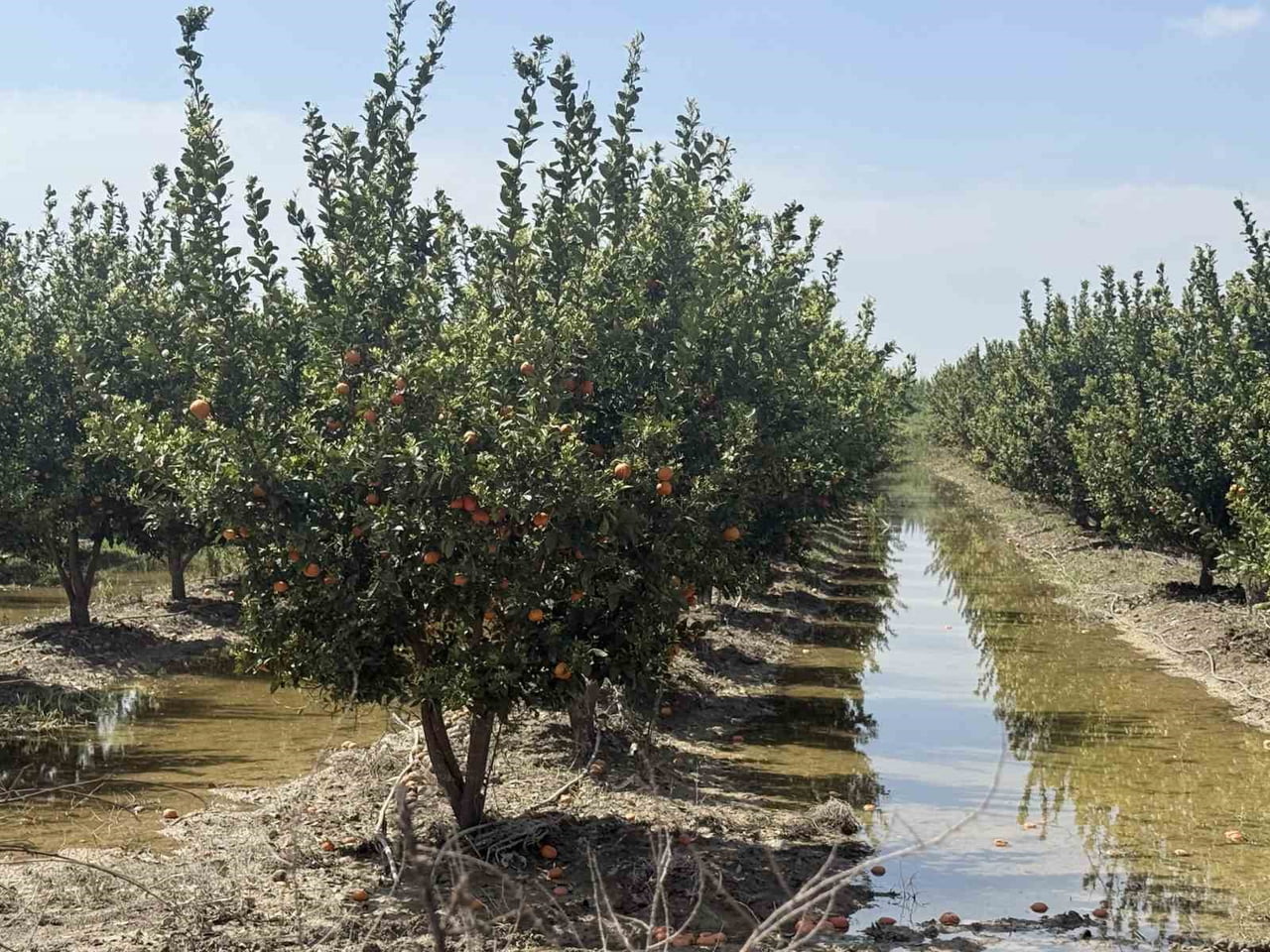TARSUS SULAR ALTINDA KALAN TARIM ARAZİLERİNDEN SULAR ÇEKİLMEYE BAŞLADI