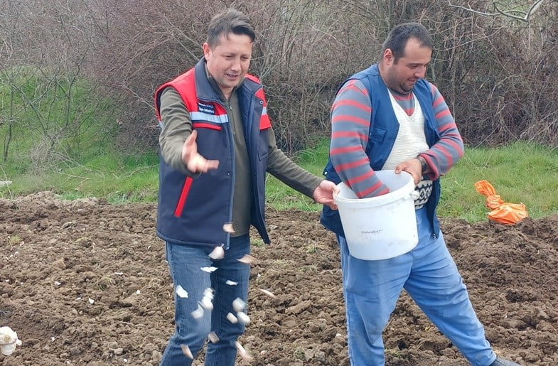 TAVŞANLI KÖPRÜCEK SARIMSAĞI GÜN YÜZÜNE ÇIKIYOR