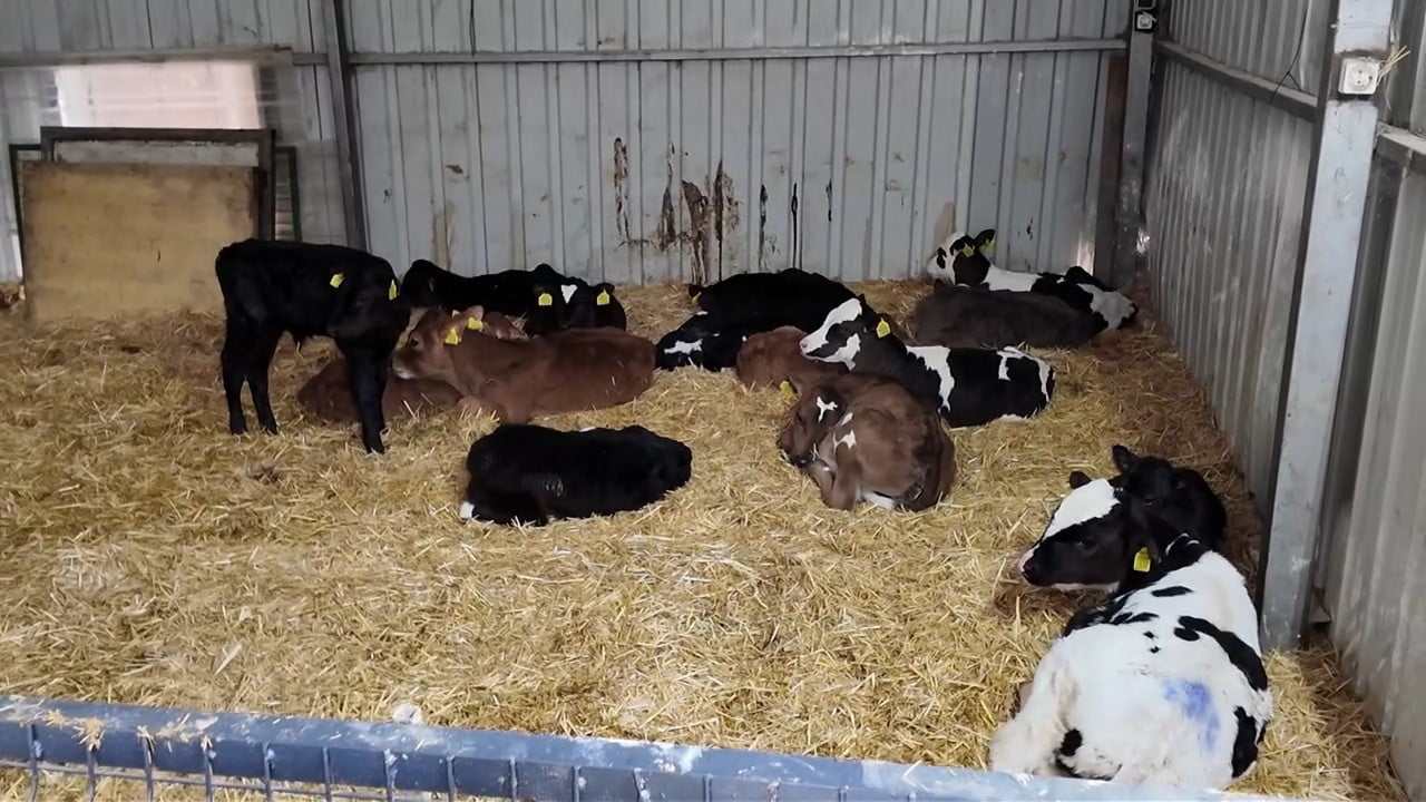 TEKİRDAĞ'DA FAALİYET GÖSTEREN BİR BÜYÜKBAŞ HAYVANCILIK İŞLETMESİNE TEKNİK İNCELEME VE EĞİTİM...