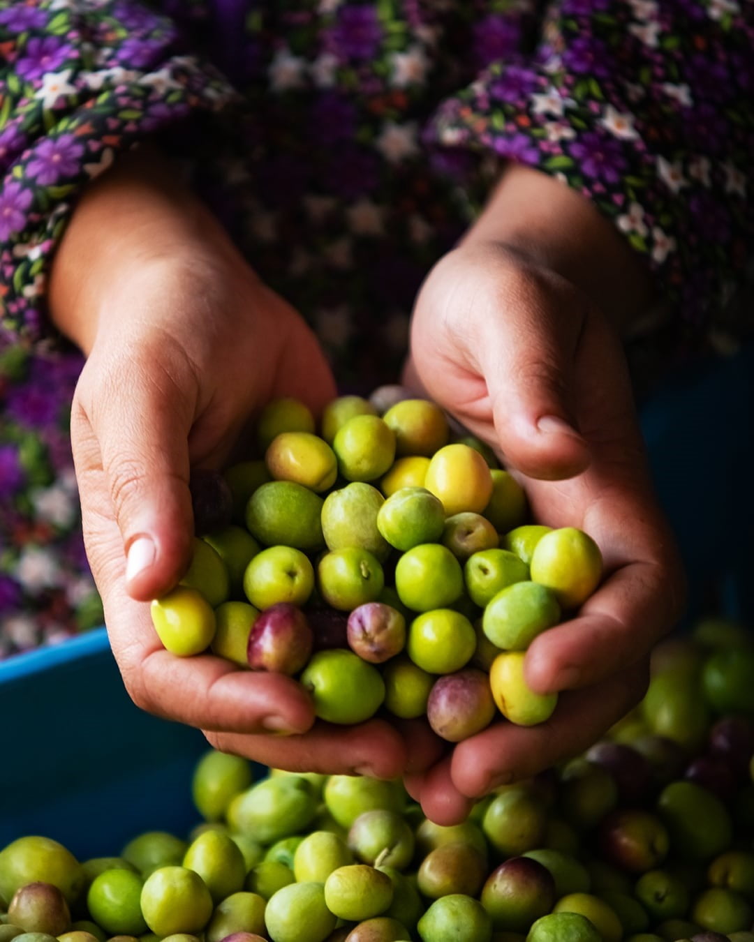 TEKİRDAĞ'IN ŞARKÖY İLÇESİNDE ÜRETİLEN ZEYTİNYAĞI, YAPILAN BAŞVURUNUN SONUÇLANMASIYLA COĞRAFİ...