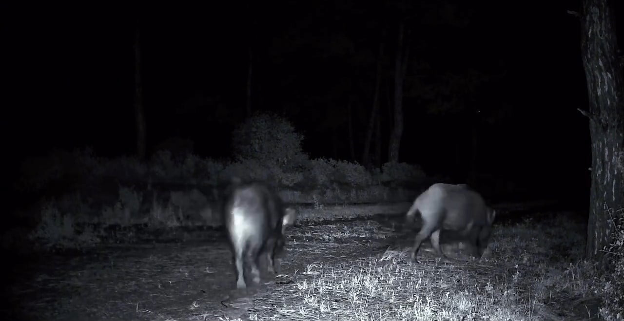 TEKİRDAĞ’DA KURULU FOTOKAPAN KAMERALARINA DOMUZ SÜRÜSÜ YANSIDI.