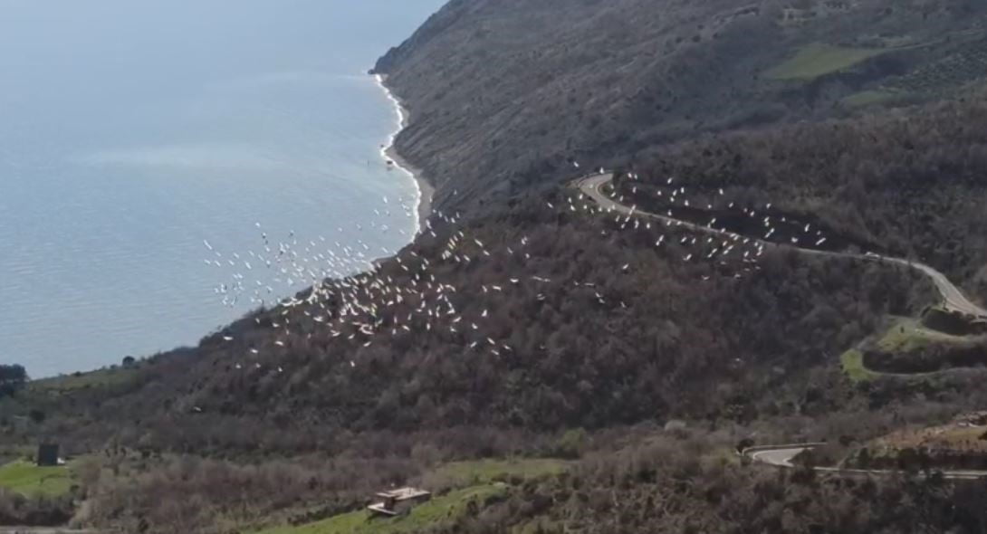 TEKİRDAĞ’DA SENKRONİZE ŞEKİLDE UÇAN PELİKANLAR GÖKYÜZÜNDE ADETA GÖRSEL ŞÖLEN...