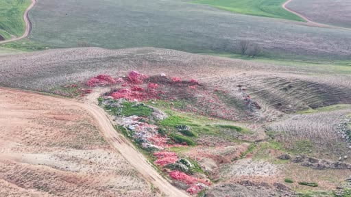Ticaret Bakanlığı, Ankara’da boş araziye dökülen soğanlar için çalışma başlattı