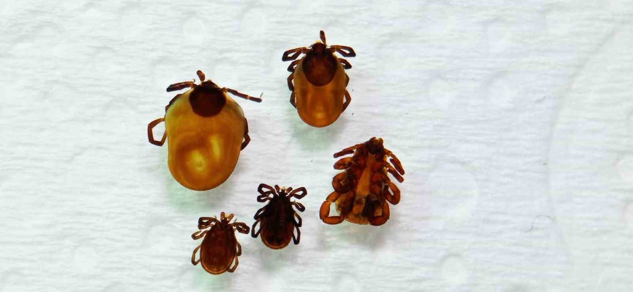 TOKAT GAZİOSMANPAŞA ÜNİVERSİTESİ (TOGÜ) FEN-EDEBİYAT FAKÜLTESİ BİYOLOJİ BÖLÜM BAŞKANI PROF. DR....