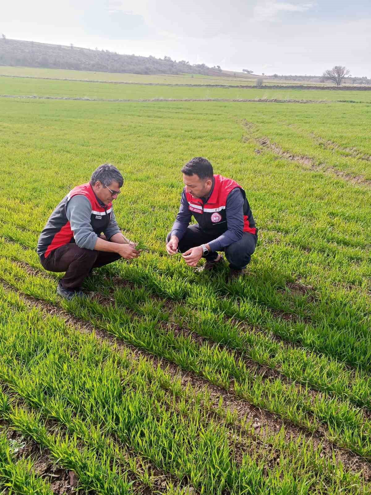 TOMARZA İLÇE TARIM VE ORMAN MÜDÜRLÜĞÜ TARAFINDAN YAPILAN METEOROLOJİK ZİRAİ DON UYARILARININ...