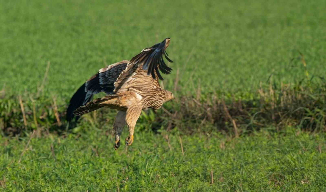 TREDAŞ TARAFINDAN YÜRÜTÜLEN PROJE KAPSAMINDA NESLİ TÜKENME TEHLİKESİ ALTINDAKİ ŞAH KARTALLARI...