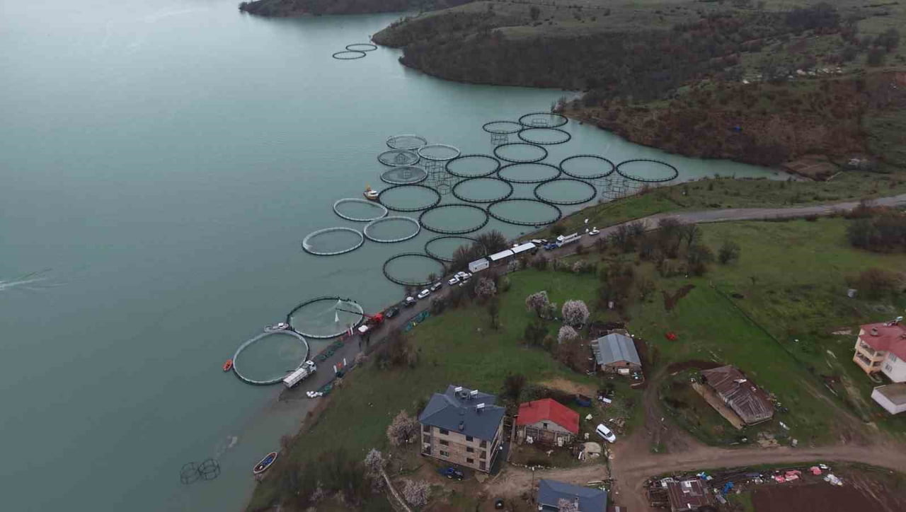 TUNCELİ UZUNÇAYIR BARAJ GÖLÜ’NDE İLK DEFA KAFES BALIKÇILIĞINA GEÇİLDİ VE 1,5 MİLYON YAVRU ALABALIK...