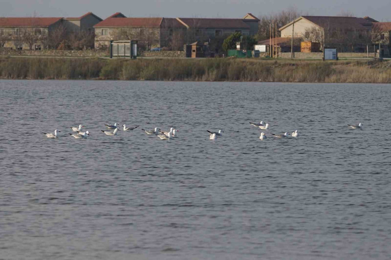 TÜRKİYE'NİN EN BÜYÜK ADASI GÖKÇEADA'DA EN BÜYÜK ADA MARTISI KOLONİSİ BULUNUYOR