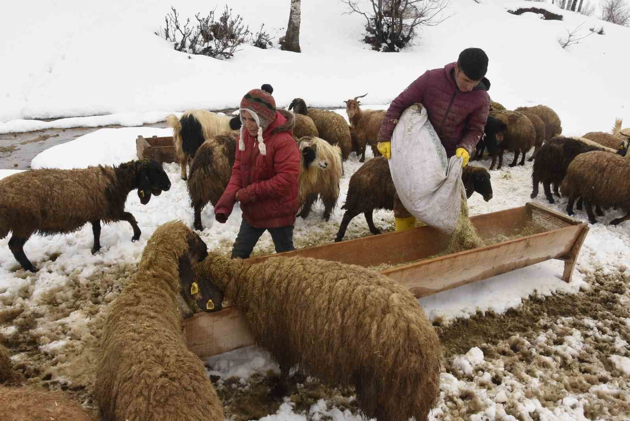TÜRKİYE'NİN EN FAZLA KAR ALAN İLLERİNİN BAŞINDA GELEN BİTLİS'TE KIŞ MEVSİMİNİN UZAMASI, KÜÇÜKBAŞ...