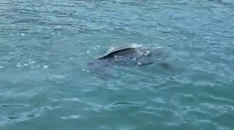 TÜRKİYE’DE AZ GÖRÜLEN, KARADENİZ’DE İSE NADİR GÖRÜLEN DERİ SIRTLI DENİZ KAPLUMBAĞASI, RİZE...