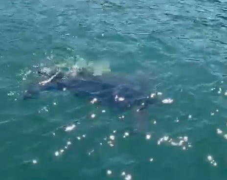 TÜRKİYE’DE AZ GÖRÜLEN, KARADENİZ’DE İSE NADİR GÖRÜLEN DERİ SIRTLI DENİZ KAPLUMBAĞASI, RİZE...