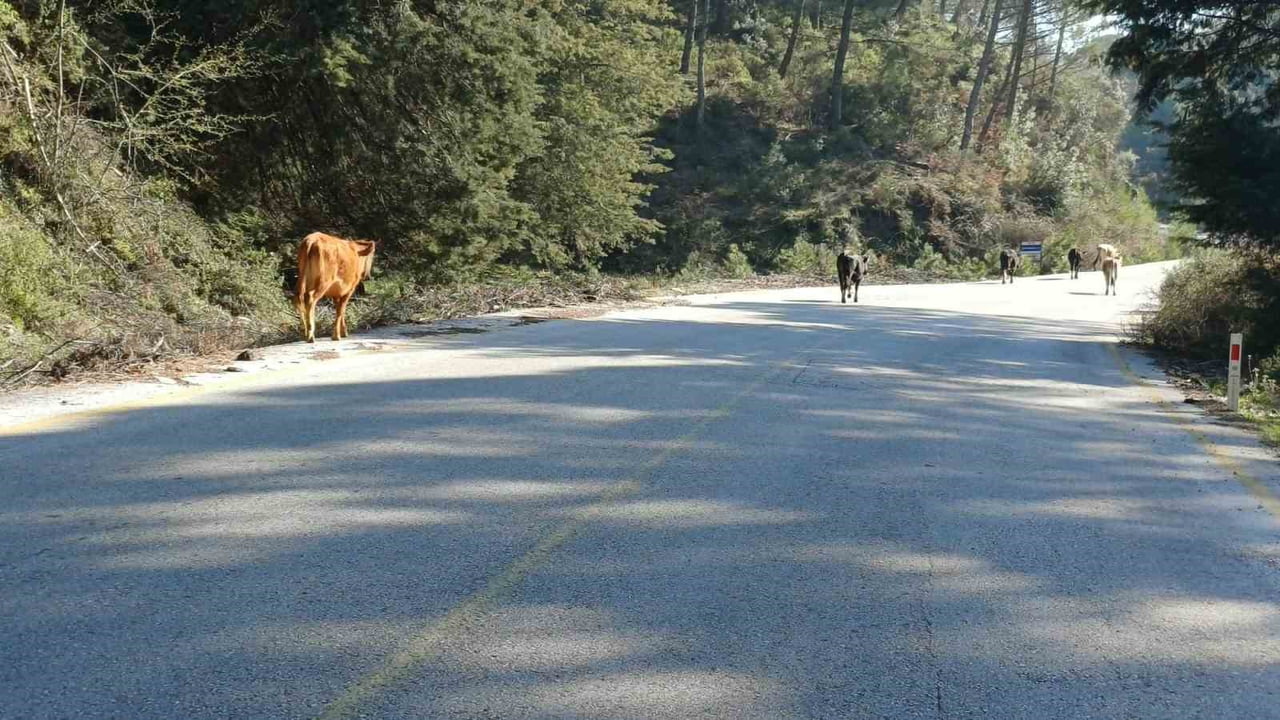 TÜRKİYE GENELİNDE ARTAN YEM MALİYETLERİ ÜRETİCİLERİ ALTERNATİF YÖNTEMLERE YÖNLENDİRİRKEN, AYDIN...
