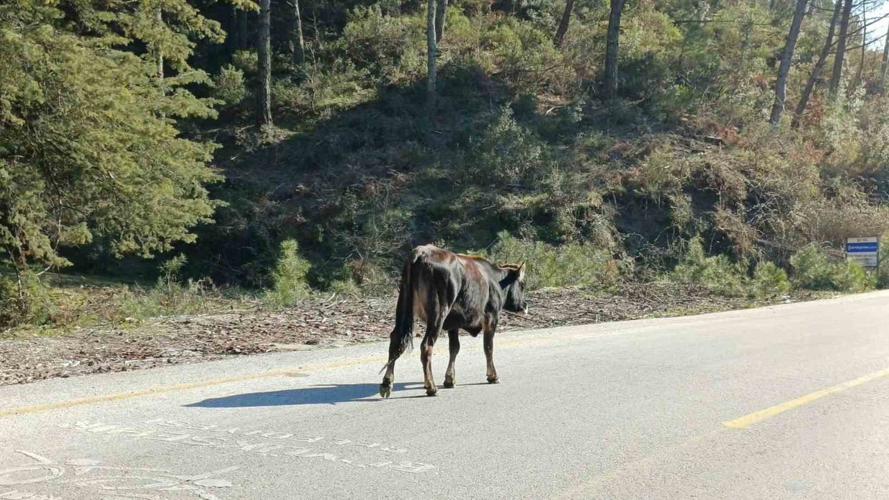TÜRKİYE GENELİNDE ARTAN YEM MALİYETLERİ ÜRETİCİLERİ ALTERNATİF YÖNTEMLERE YÖNLENDİRİRKEN, AYDIN...