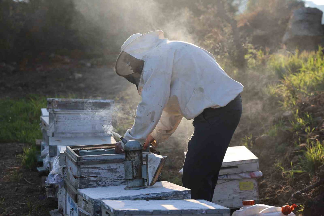 TÜRKİYE’NİN EN ÖNEMLİ ARICILIK VE BAL ÜRETİM MERKEZLERİNİN BAŞINDA YER ALAN AYDIN’DA SEZON...