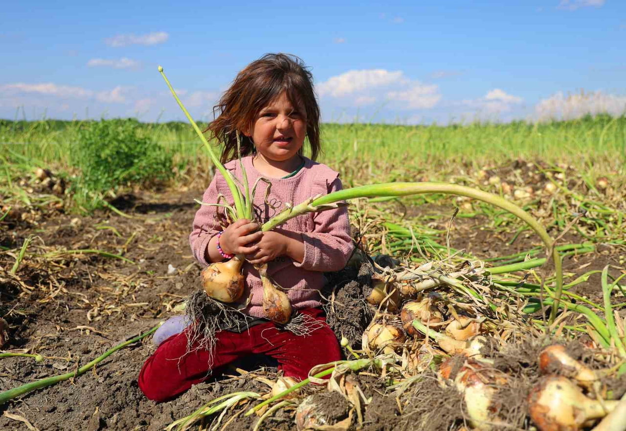 TÜRKİYE’NİN ÖNEMLİ SOĞAN ÜRETİM MERKEZLERİNDEN ADANA’DA TURFANDA SOĞAN HASADI BAŞLADI. İKLİM...
