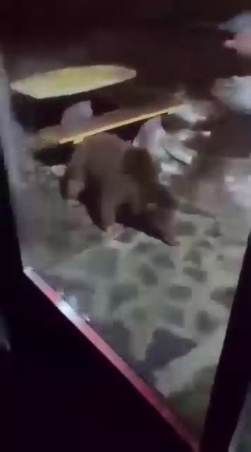 ULUDAĞ’DA AYI AİLESİ KAMERADA...ANİ HAREKET PANİĞE NEDEN OLDU