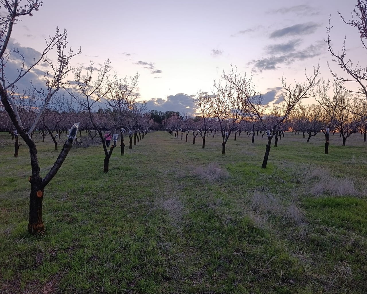 UŞAK İL TARIM VE ORMAN MÜDÜRLÜĞÜ, ZİRAİ DON RİSKİNE KARŞI BADEM ÜRETİCİLERİNİ UYARDI. AŞI YAPILAN...