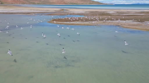 Van Gölü'nde nesli tehlike altındaki Dikkuyruk görüntülendi