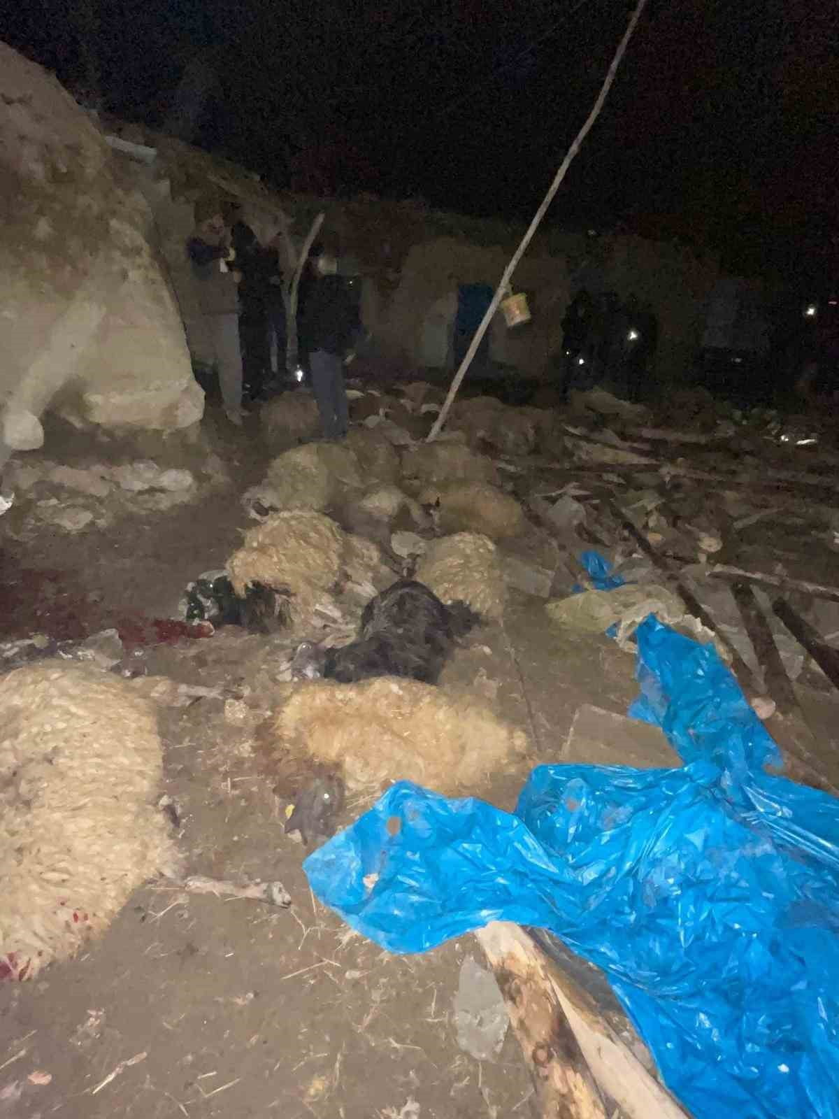 VAN’IN GÜRPINAR İLÇESİNDE  AHIRIN ÇÖKMESİ SONUCU 56 KÜÇÜKBAŞ HAYVAN TELEF OLURKEN, 1 İNEK DE...