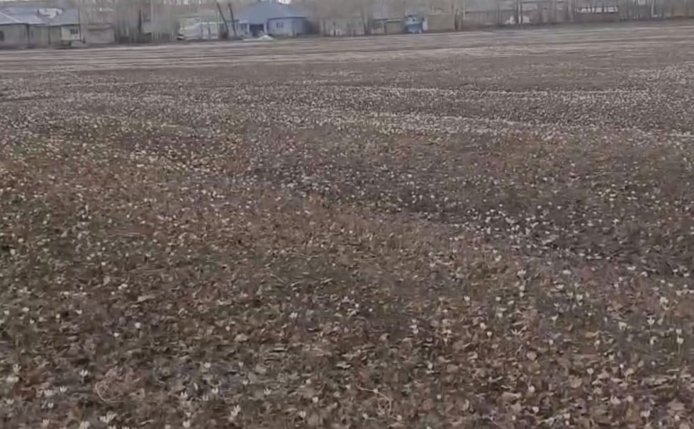 VAN’IN ÖZALP İLÇESİNDE HAVALARIN ISINMASIYLA BİRLİKTE BAHARIN HABERCİSİ OLAN ÇİĞDEMLER ÇİÇEK...