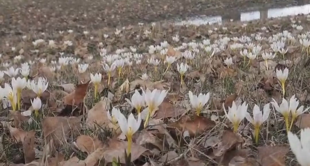 VAN’IN ÖZALP İLÇESİNDE HAVALARIN ISINMASIYLA BİRLİKTE BAHARIN HABERCİSİ OLAN ÇİĞDEMLER ÇİÇEK...