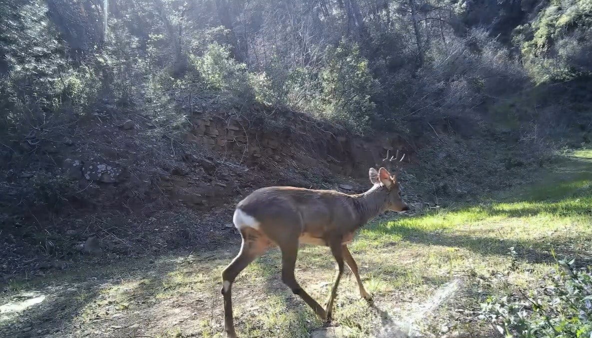 YABAN HAYATINI İZLEMEK İSTEYEN HAYVANSEVERLER TARAFINDAN KURULAN FOTOKAPAN SAYESİNDE BÖLGEDE...