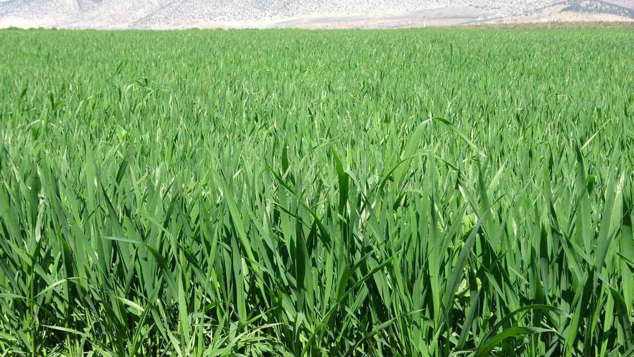 YAĞIŞLAR BUĞDAY ÜRETİCİSİNİN YÜZÜNÜ GÜLDÜRDÜ