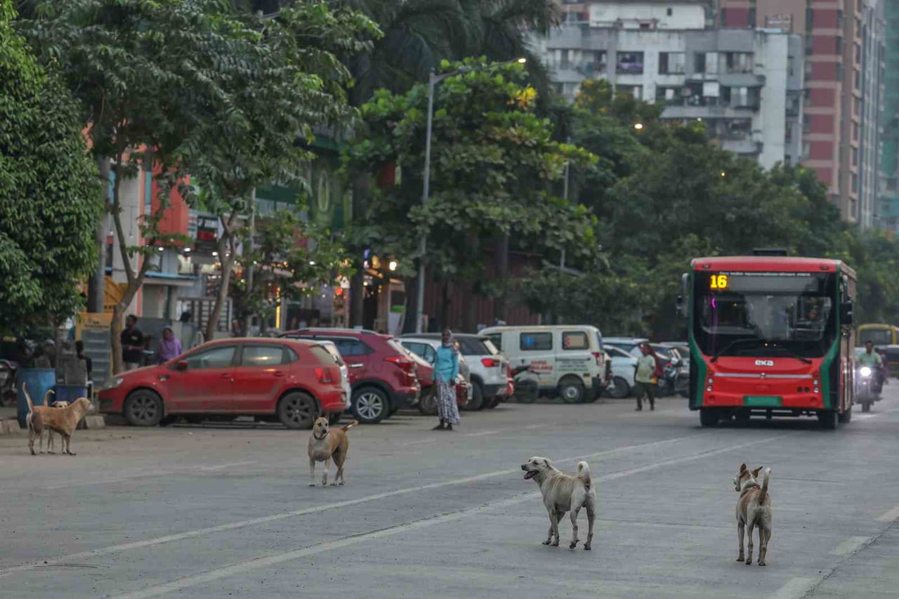 YAKLAŞIK 62 MİLYON SOKAK KÖPEĞİN SOKAKLARI İŞGAL ETTİĞİ ÜLKEDE BAŞIBOŞ SOKAK HAYVANLARI, ÇOCUKLAR...